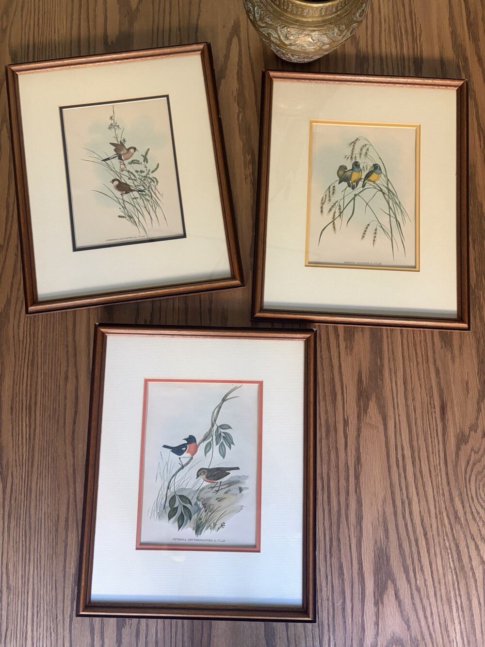 Vintage John Gould Offset Lithograph Professionally Framed Bird Prints Set of 3